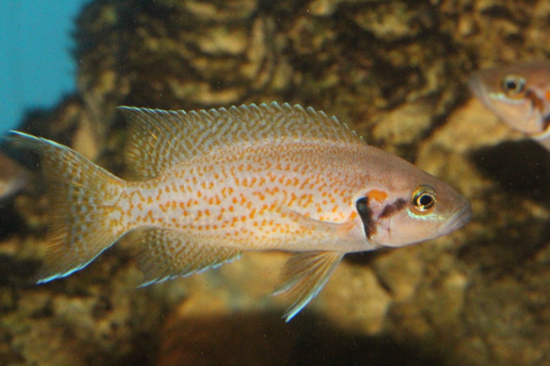 Neolamprologus helianthus